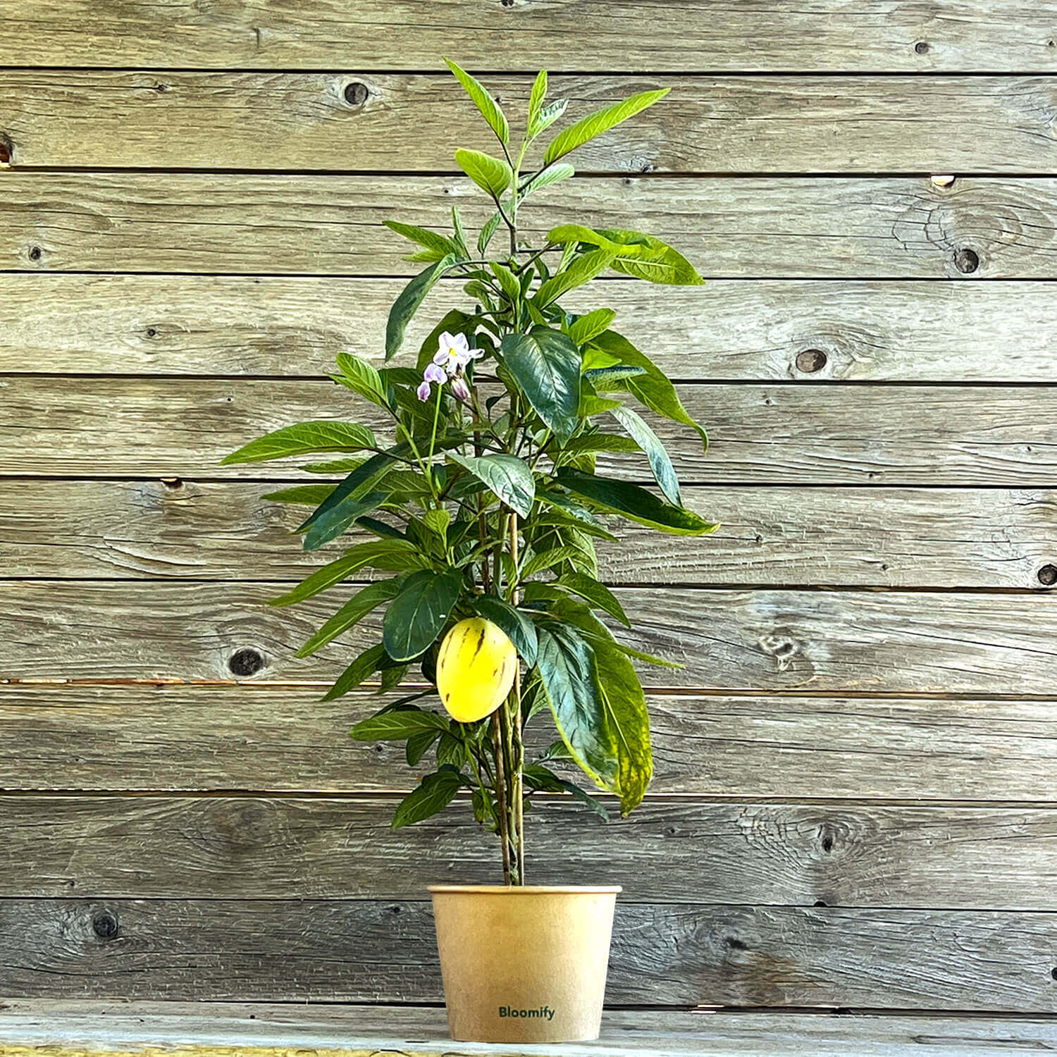 Melonentrio "Melony"