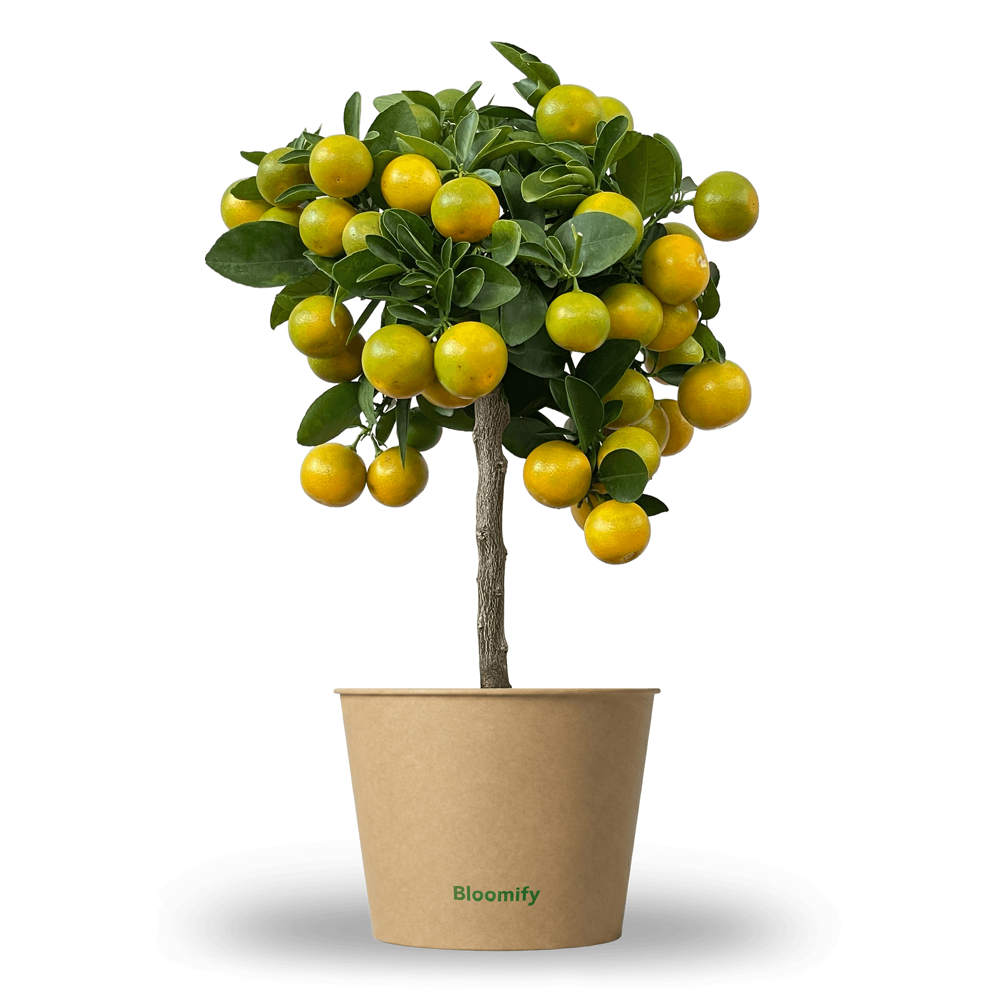 Mini Calamondinorange "Carlos"