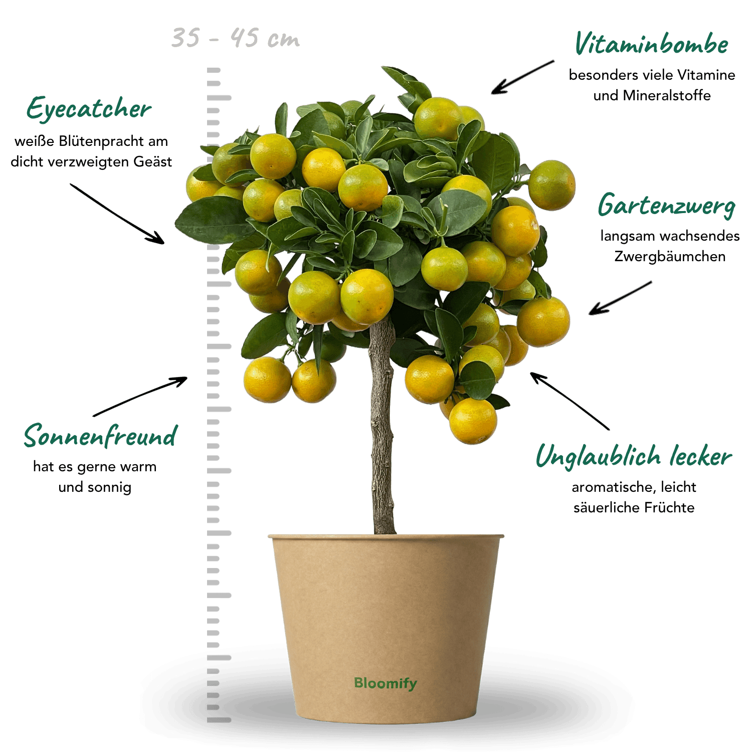 Mini Calamondinorange "Carlos"