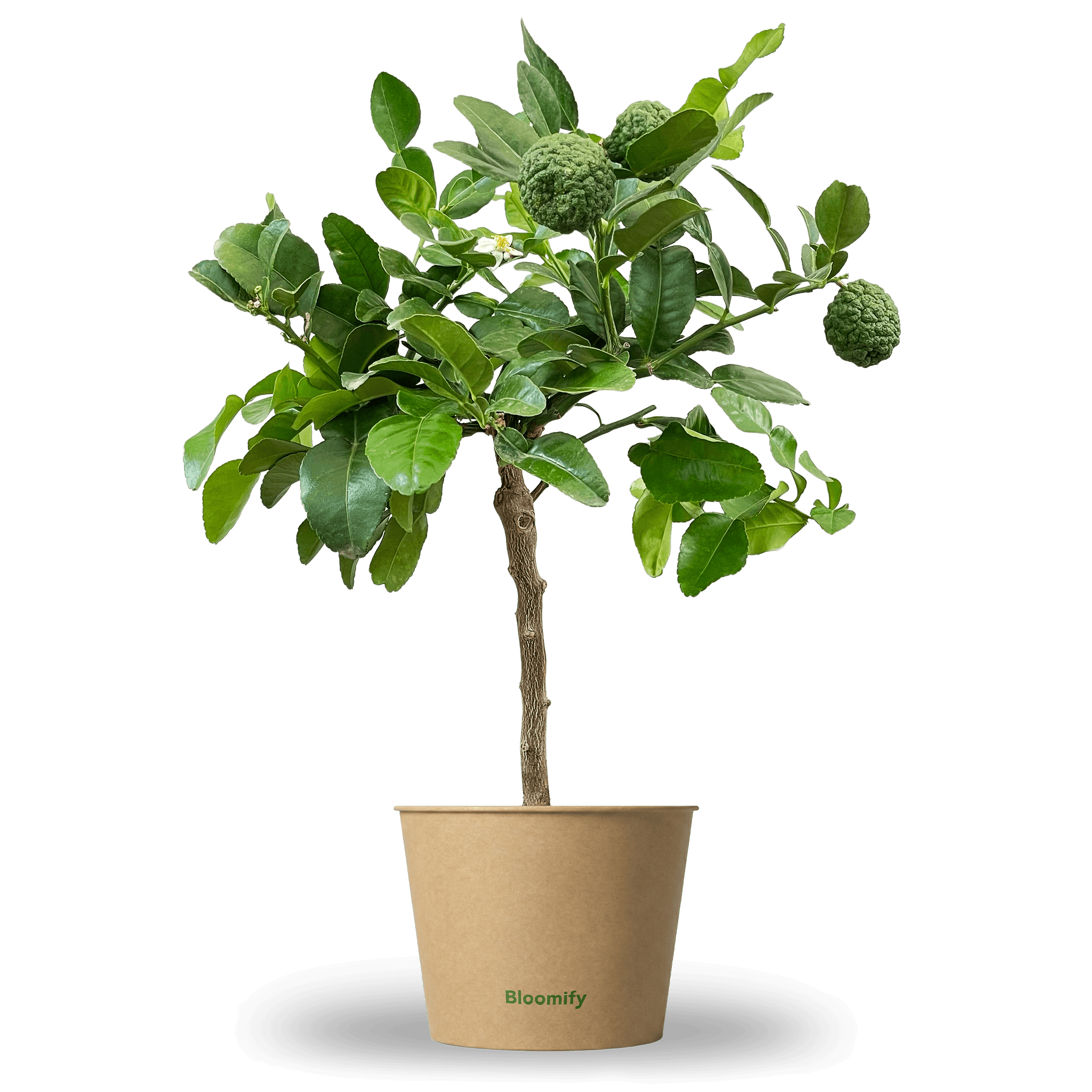 Mini Kaffir-Limette "Kelly"