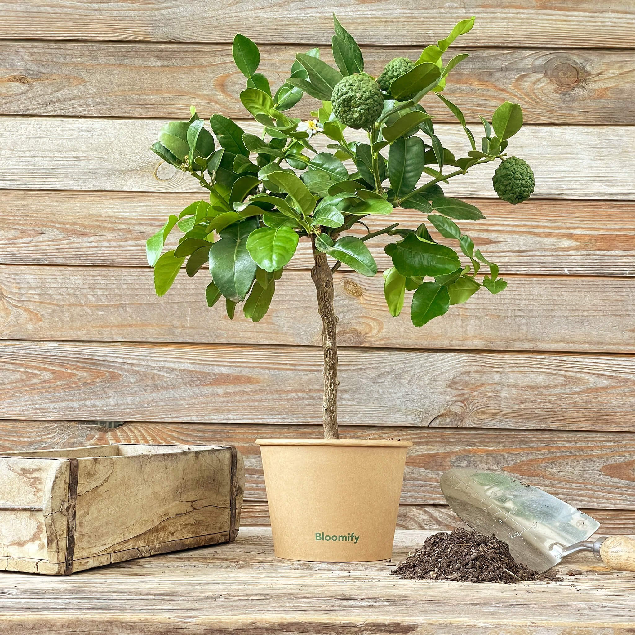 Mini Kaffir-Limette "Kelly"