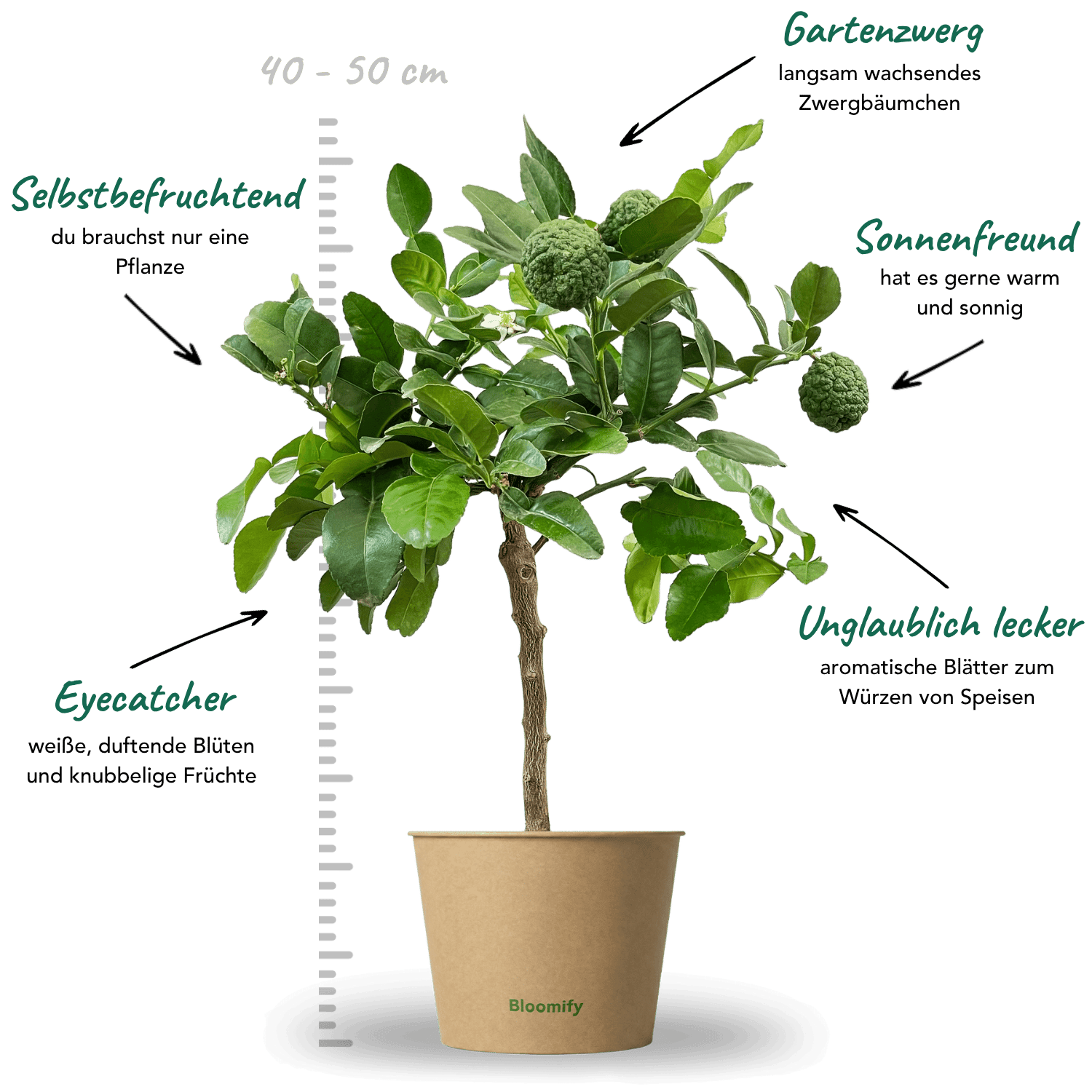 Mini Kaffir-Limette "Kelly"