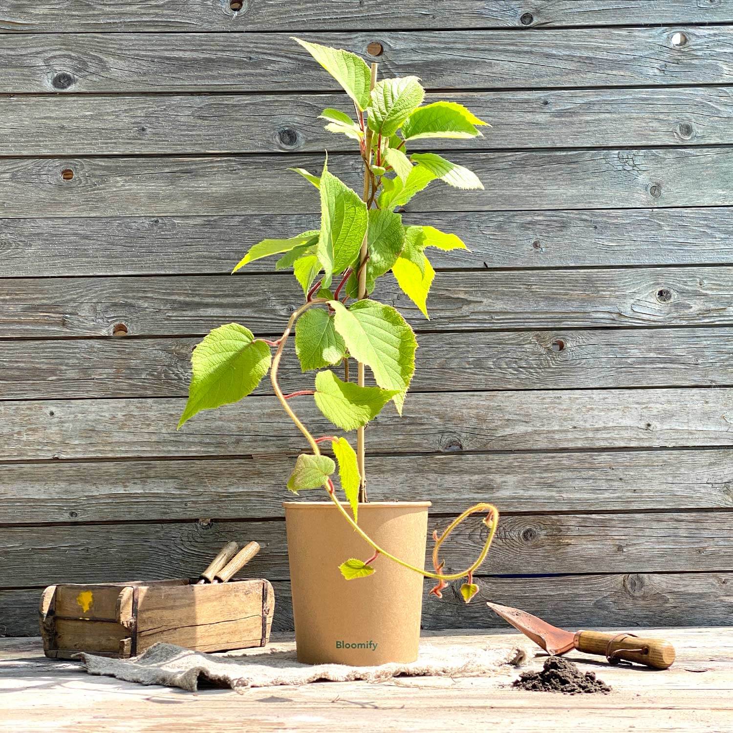 Mini Kiwi "Kylie" (Bio)