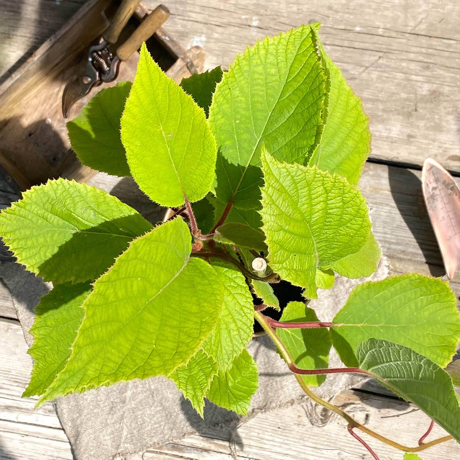 Mini Kiwi "Kylie" (Bio)