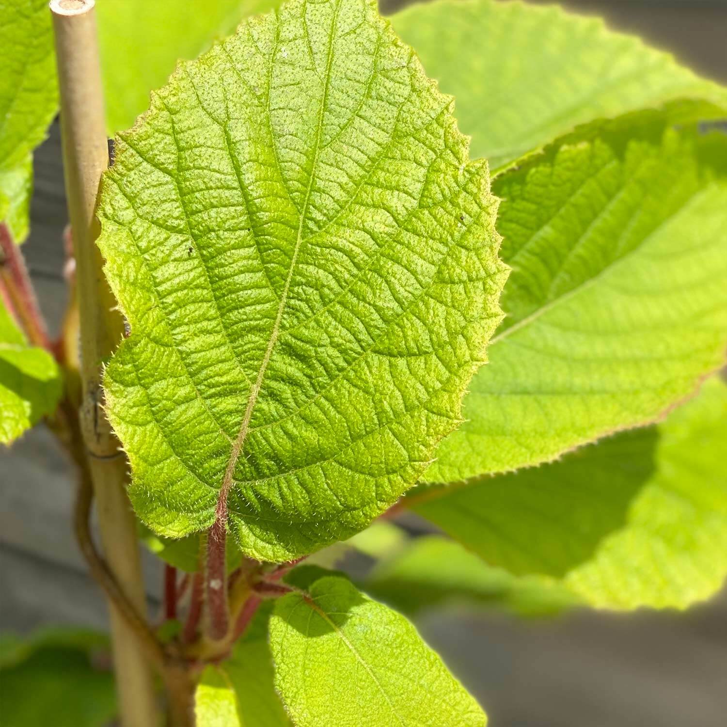 Mini Kiwi "Kylie" (Bio)