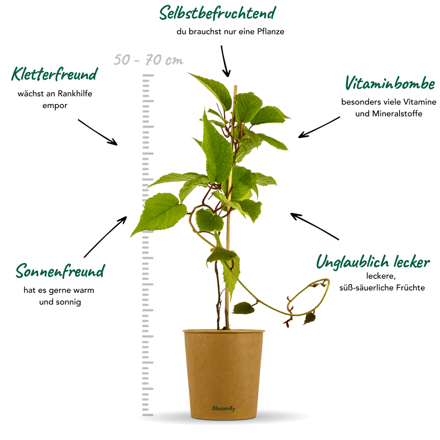 Mini Kiwi "Kylie" (Bio)