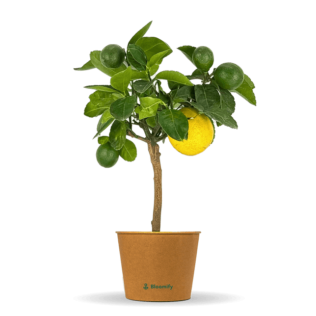 Mini Meyer-Zitrone "Miguel"