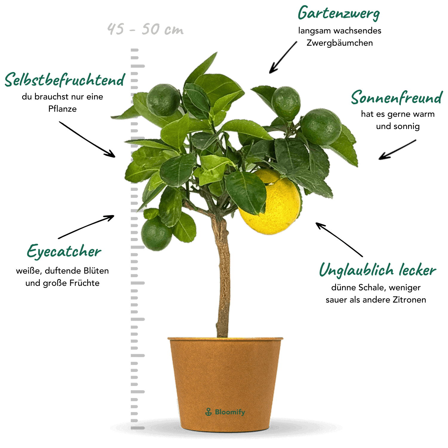 Mini Meyer-Zitrone "Miguel"