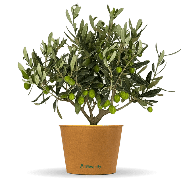 Mini Olive Busch "Olaf"