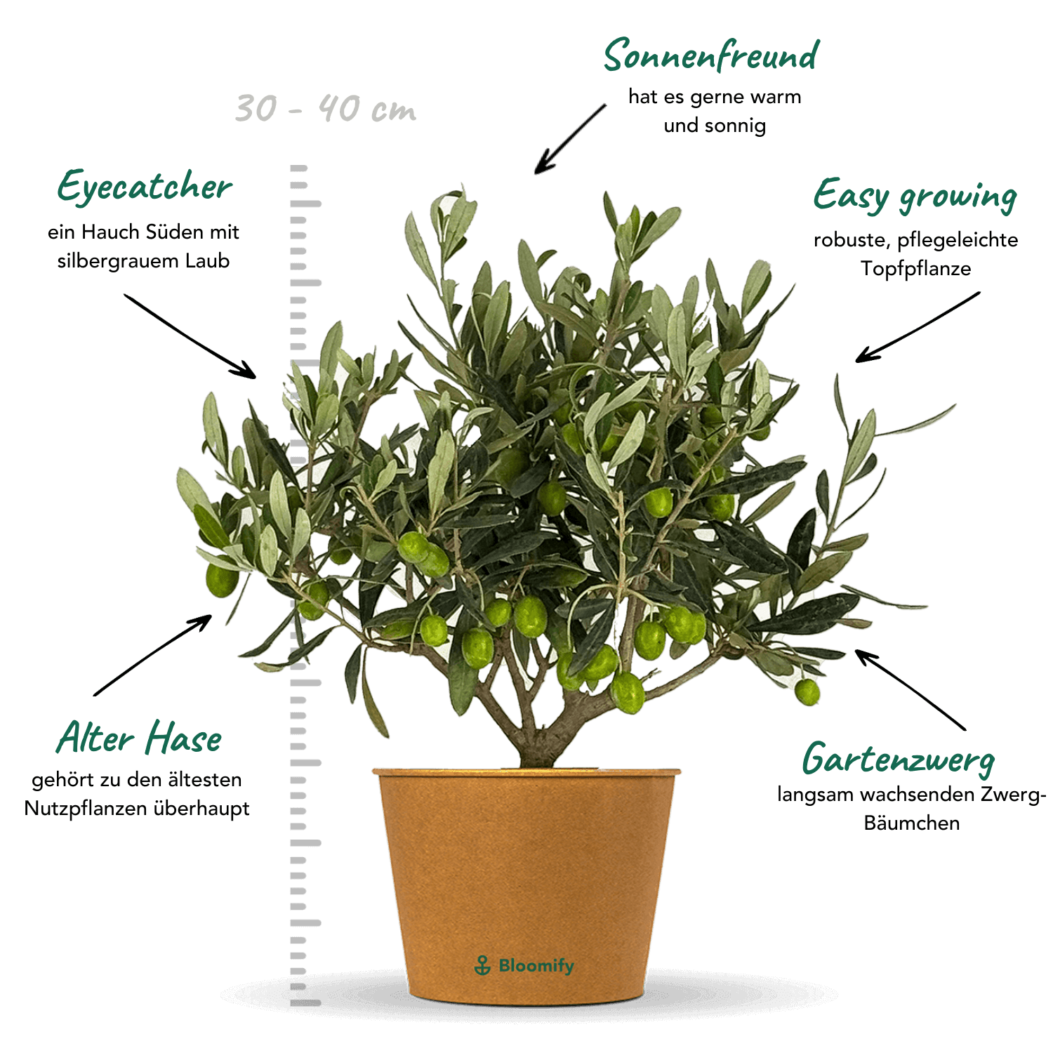 Mini Olive Busch "Olaf"