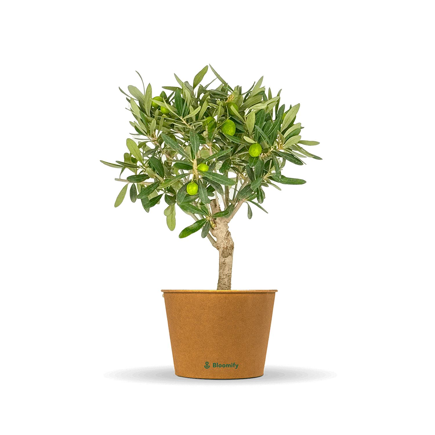 Mini Olive Stämmchen "Olivio"