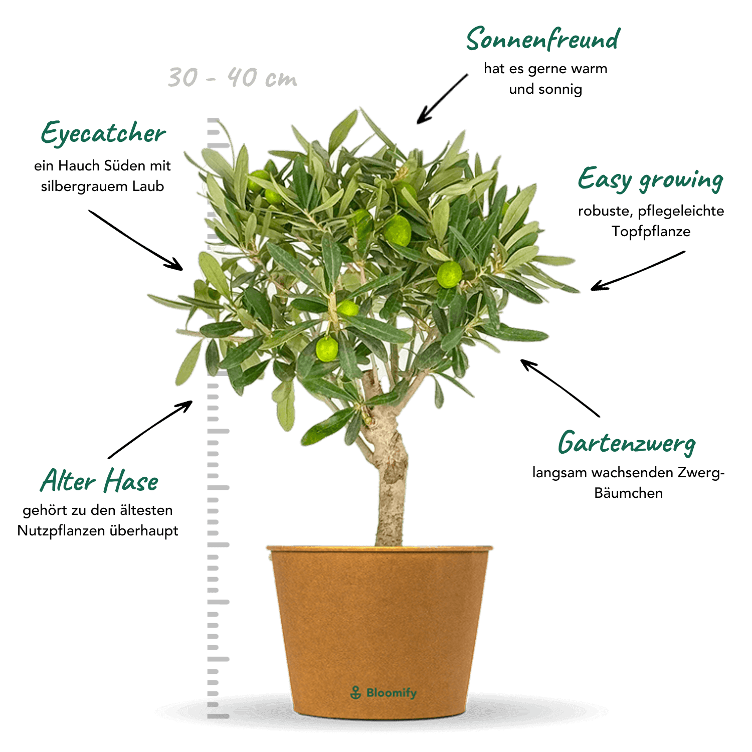 Mini Olive Stämmchen "Olivio"