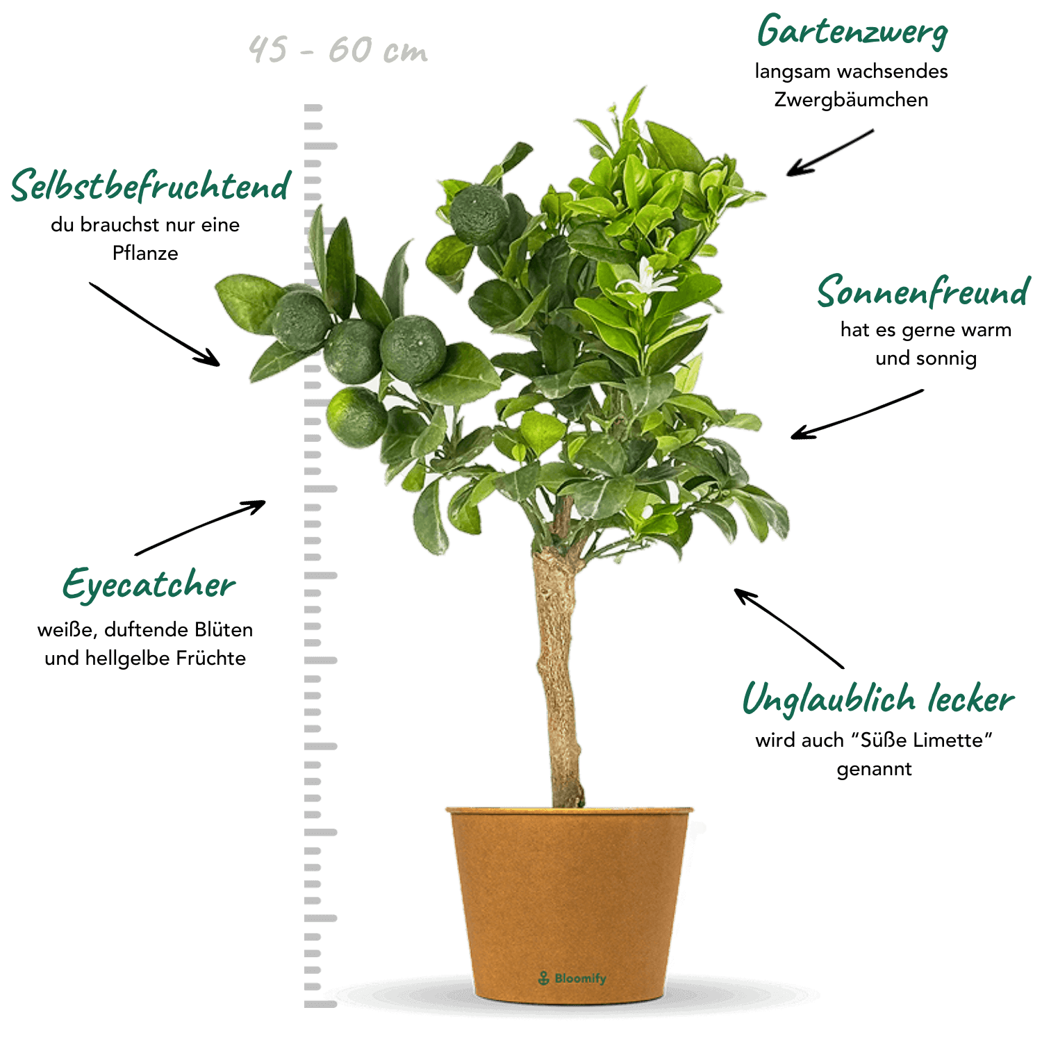 Mini Pursha-Limette "Polly"