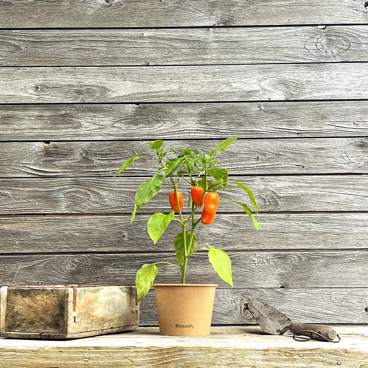 2 x Mini Snackpaprika orange "Sarah"