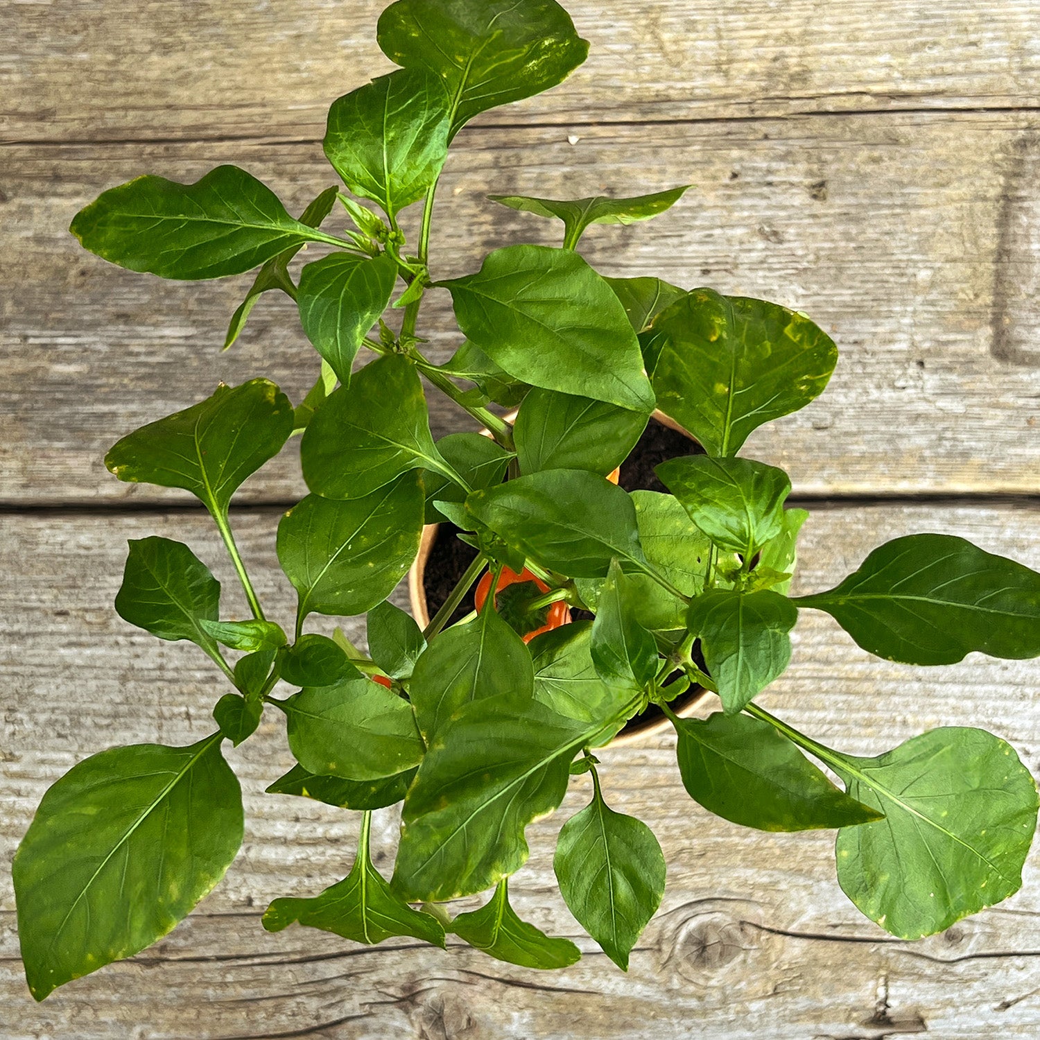 Mini Snackpaprika orange "Sarah"