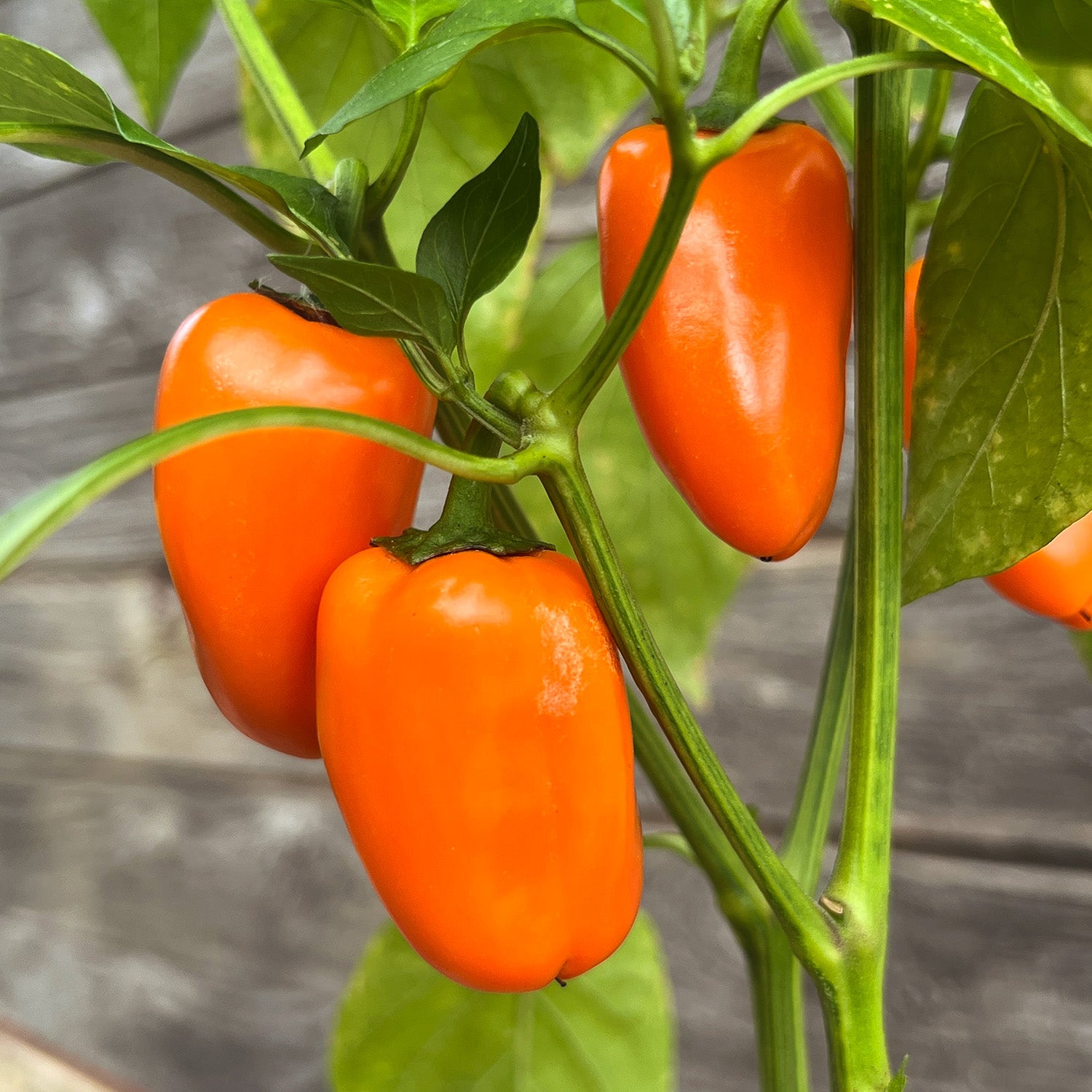 2 x Mini Snackpaprika orange "Sarah"
