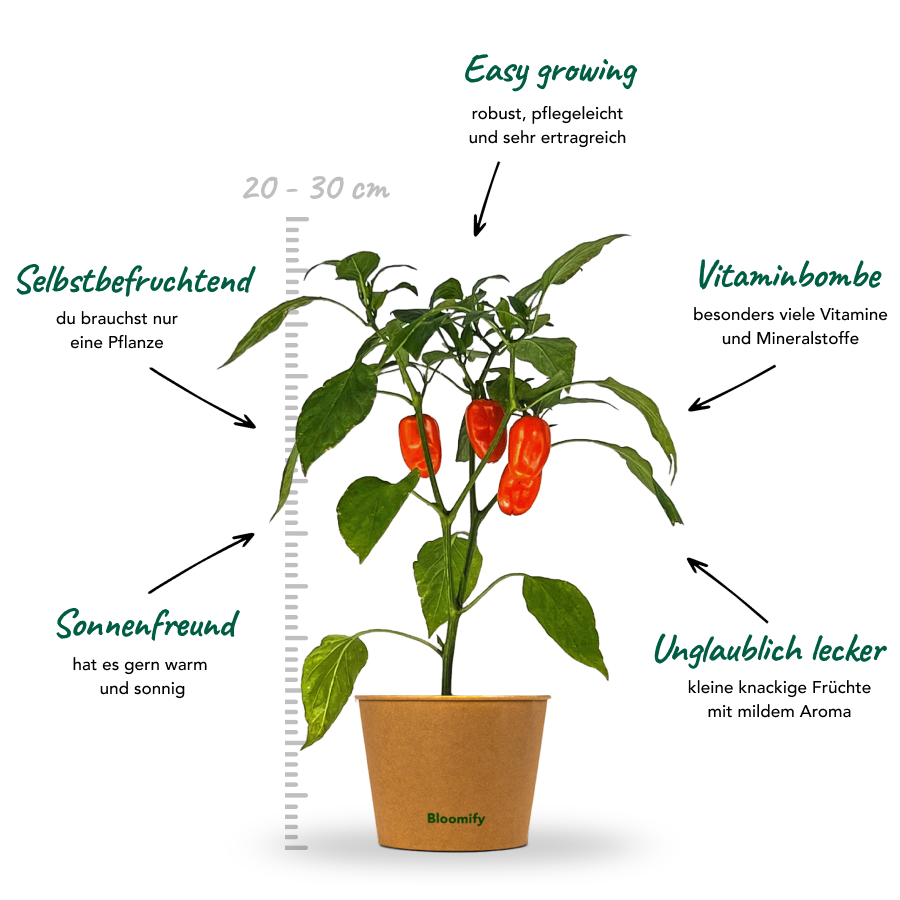 Mini Snackpaprika orange "Sarah"