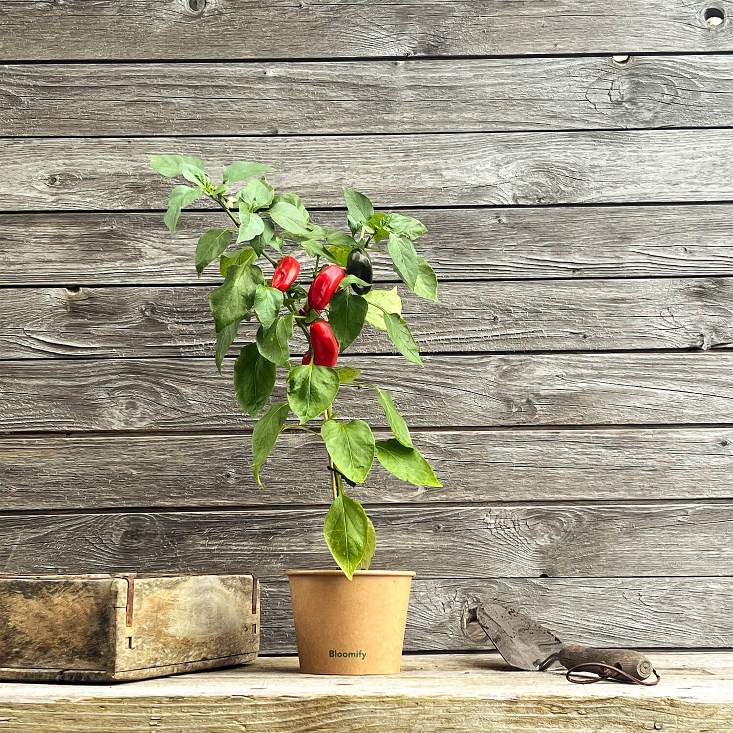 Mini Snackpaprika rot "Santiago"