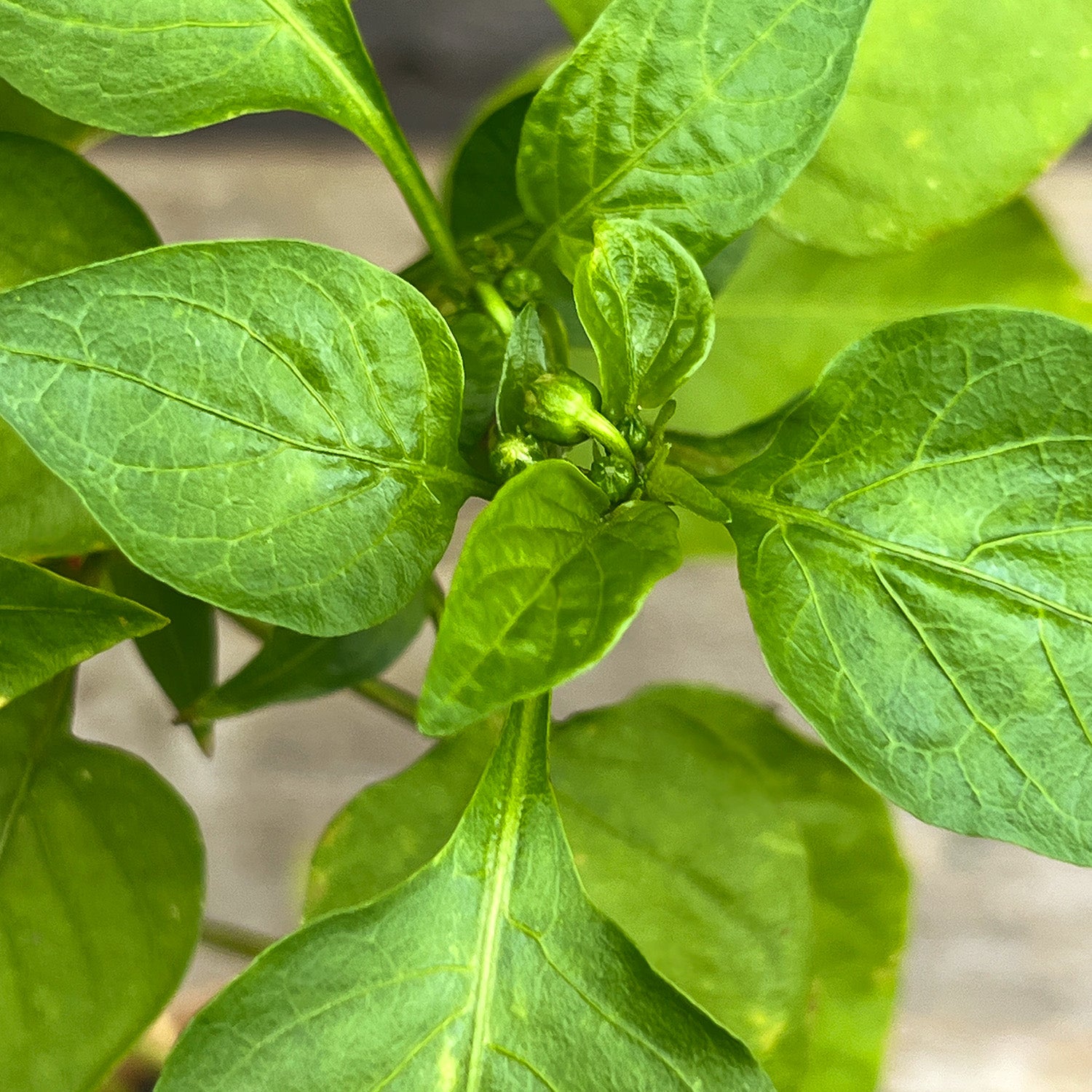 Mini Snackpaprika rot "Santiago"