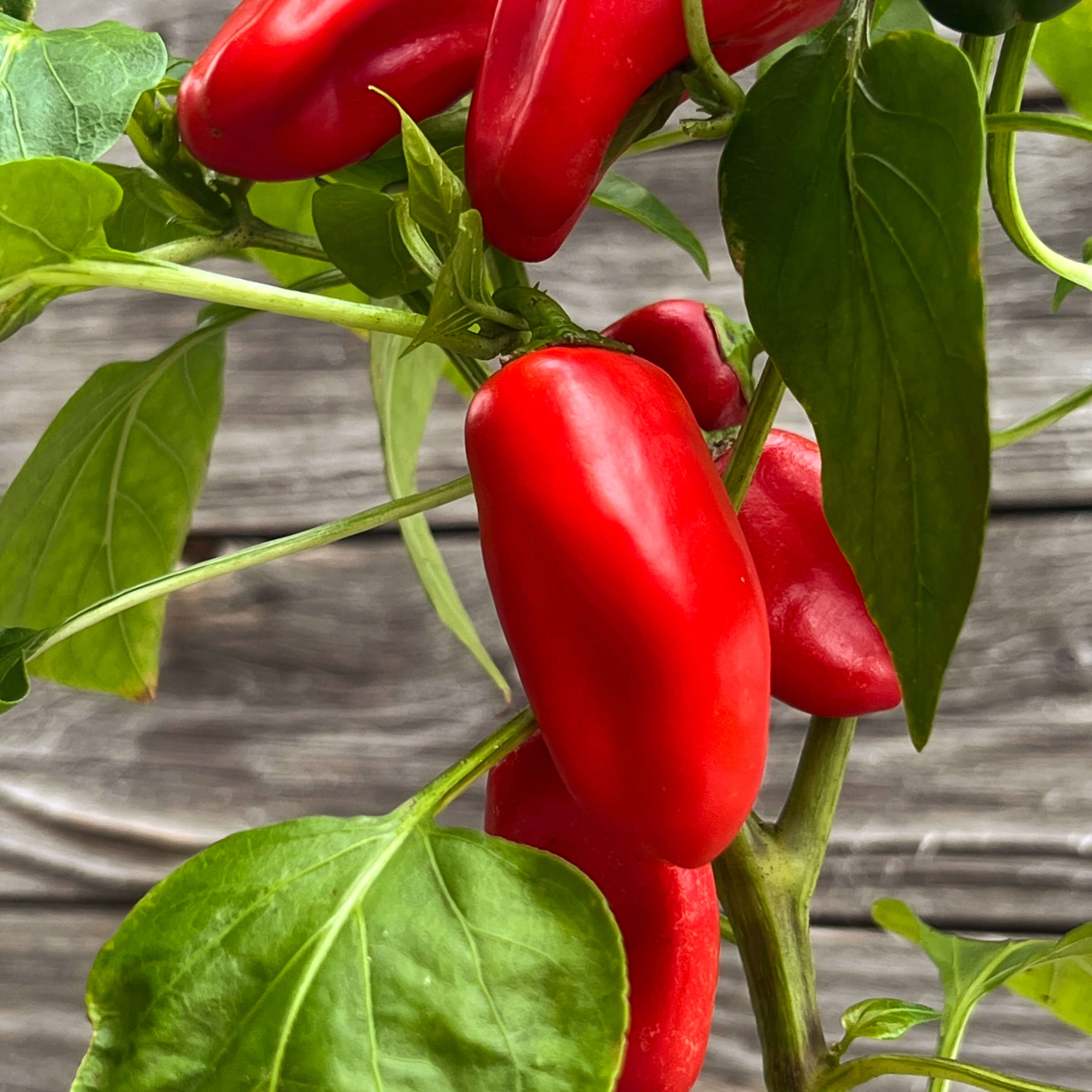 Mini Snackpaprika rot "Santiago"