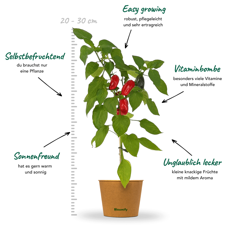Mini Snackpaprika rot "Santiago"