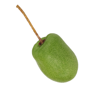 Mini Kiwi "Kylie" (Bio)