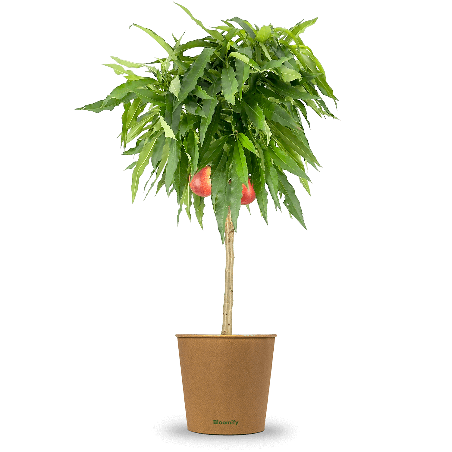 Balkon-Nektarine "Nena"