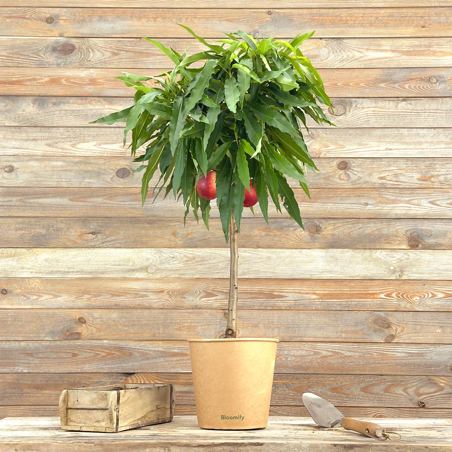 Balkon-Nektarine "Nena"