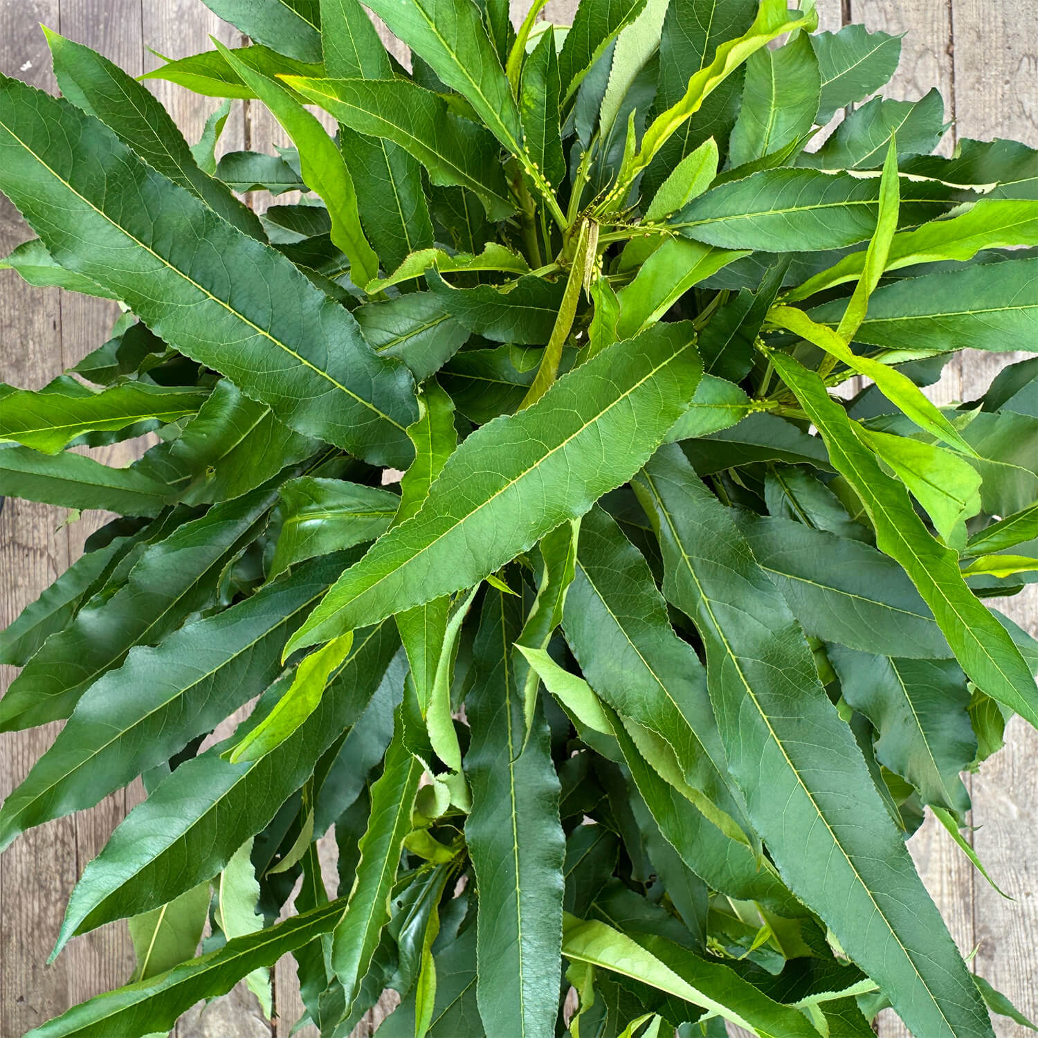 Balkon-Nektarine "Nena"