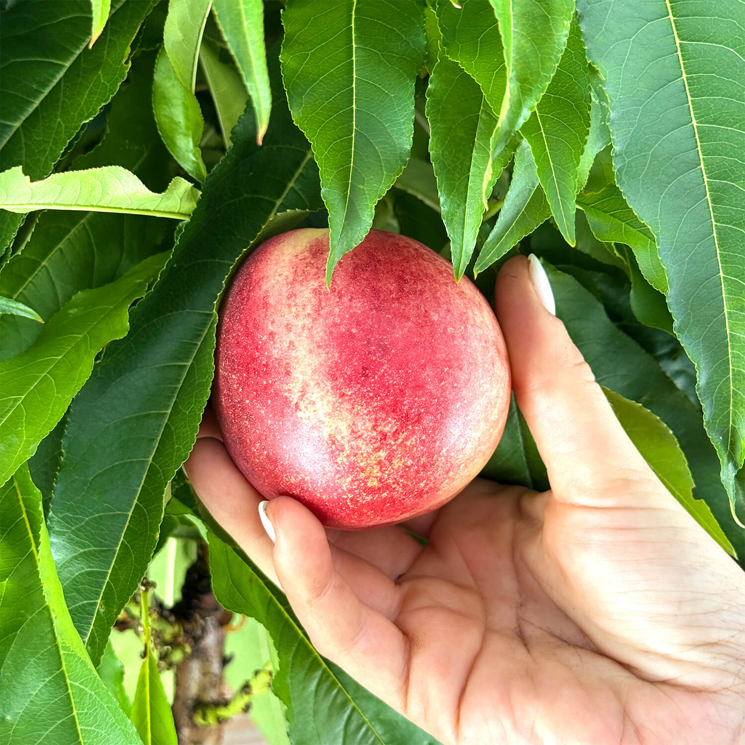Balkon-Nektarine "Nena"