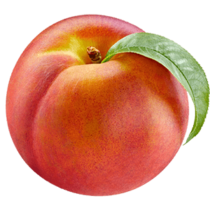 Balkon-Nektarine "Nena"