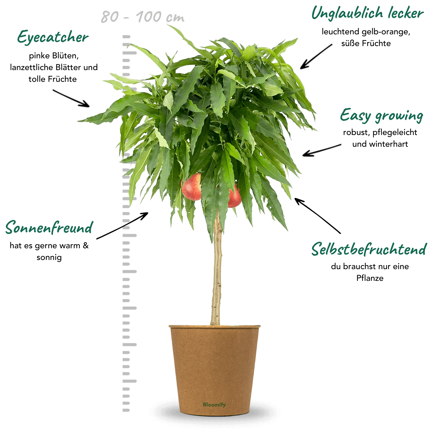 Balkon-Nektarine "Nena"