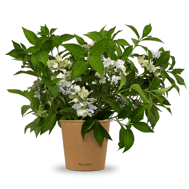 NoDrama-Hortensie "Herta"