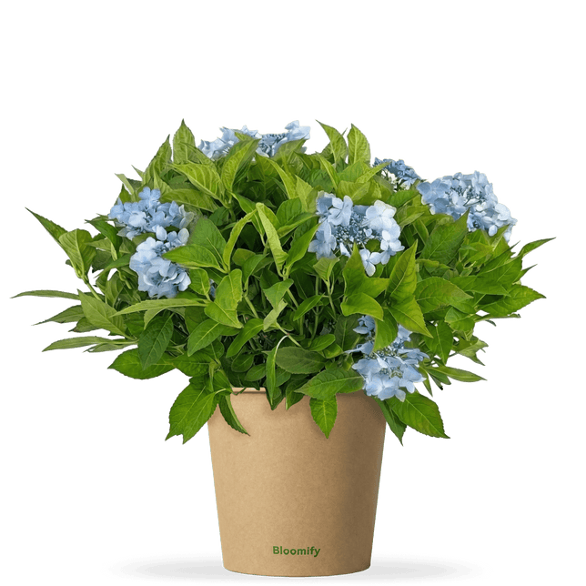 NoDrama-Hortensie blau "Herta"