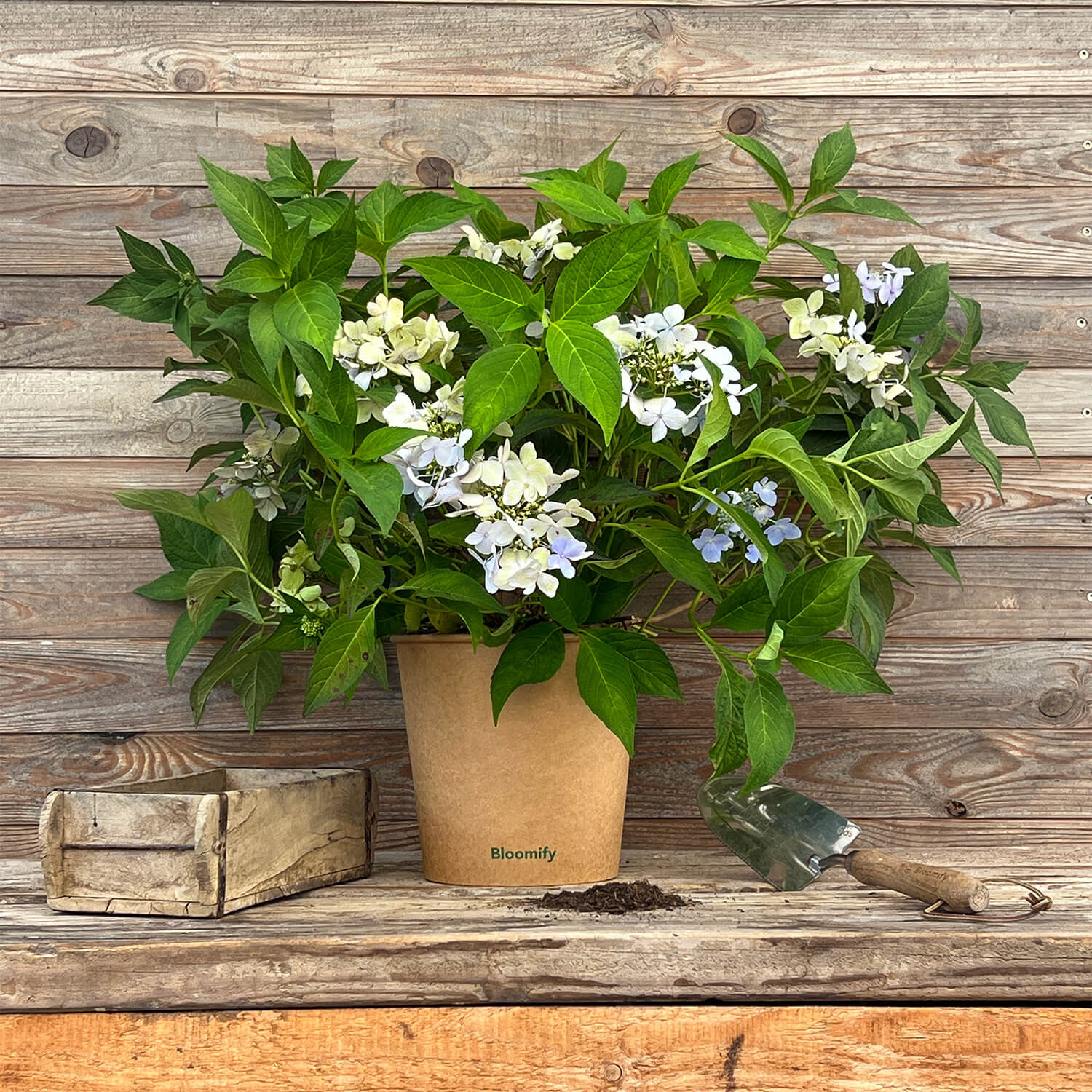 NoDrama-Hortensie "Herta"