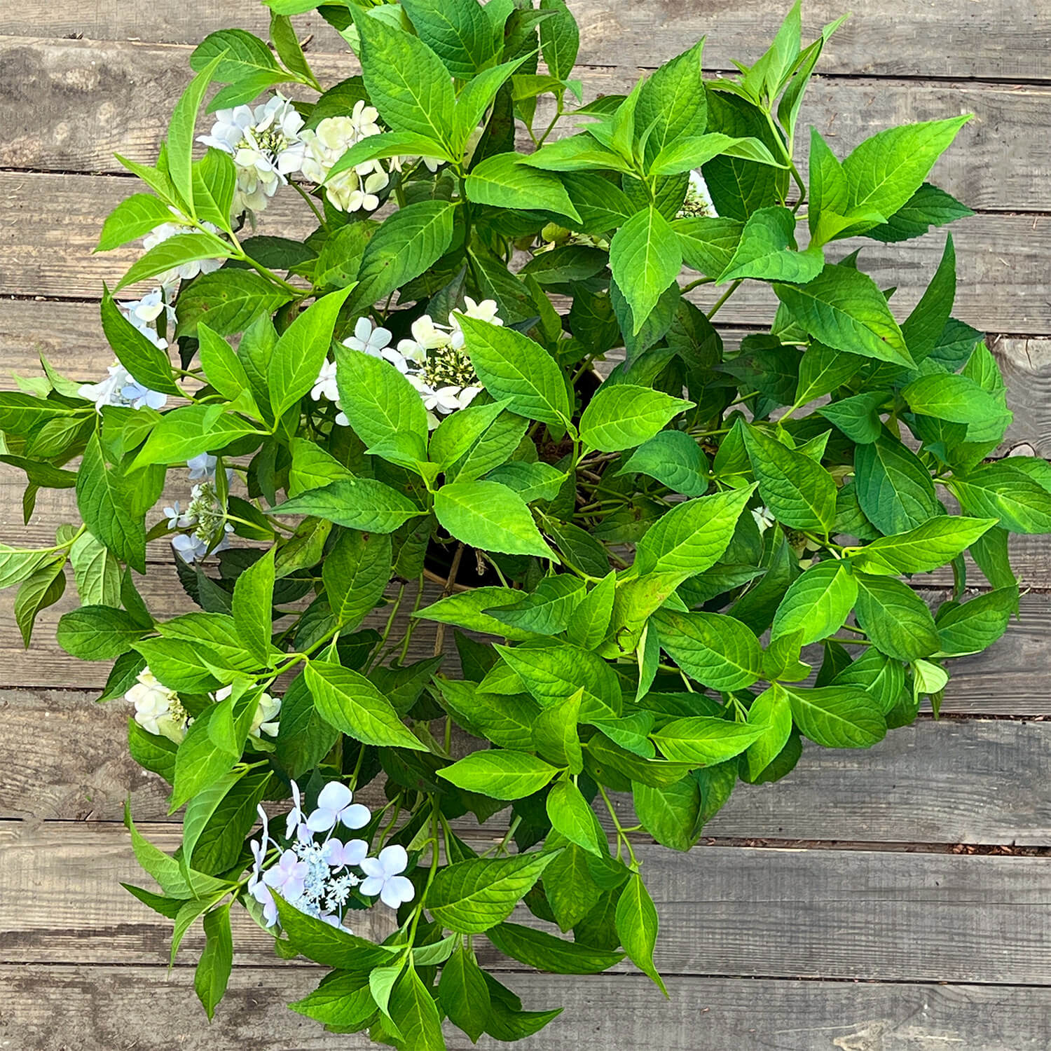 NoDrama-Hortensie "Herta"