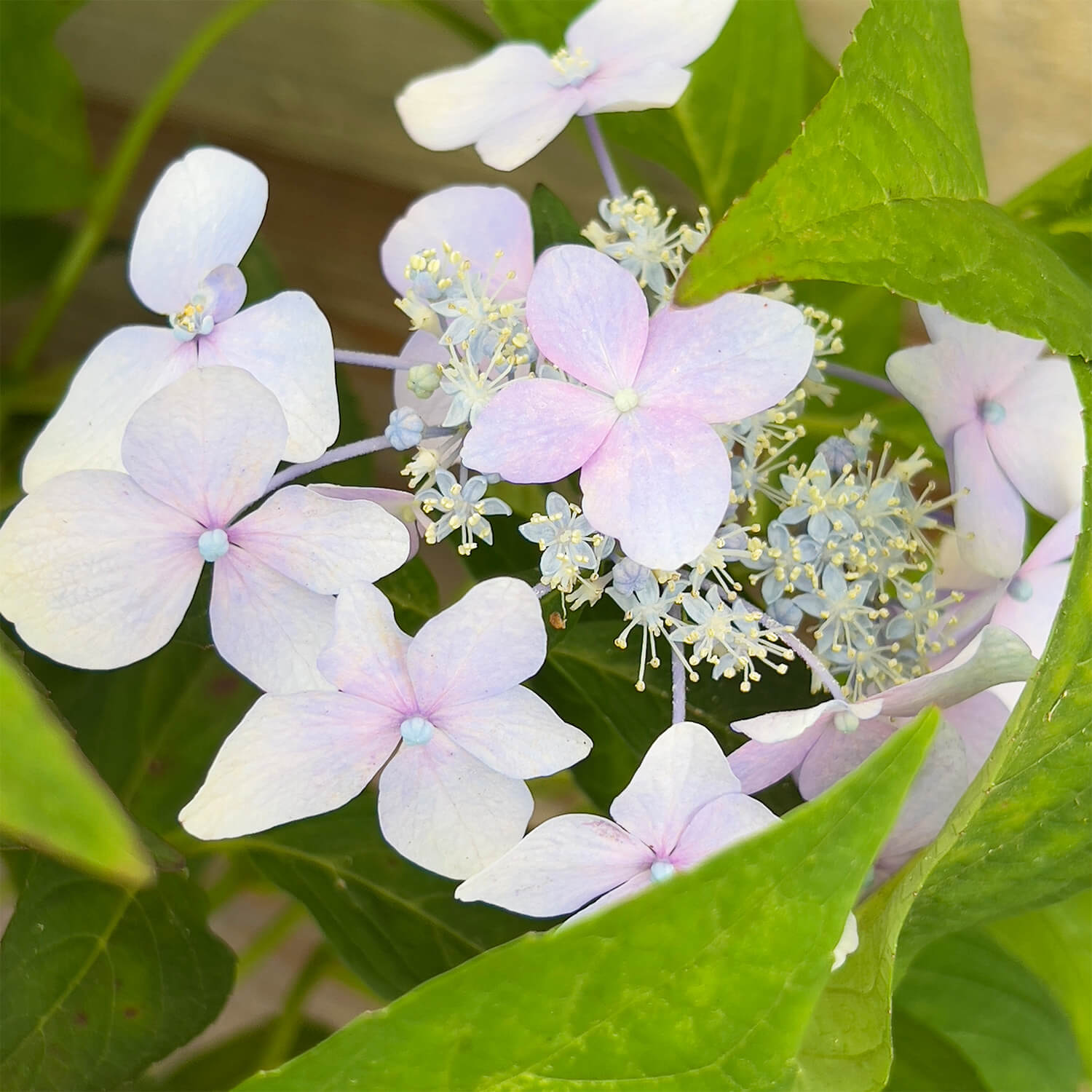 NoDrama-Hortensie "Herta"