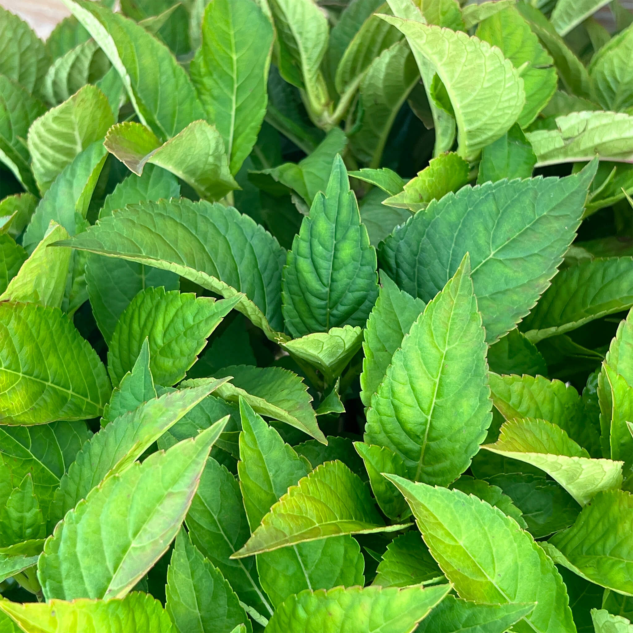 NoDrama-Hortensie weiß "Herta"