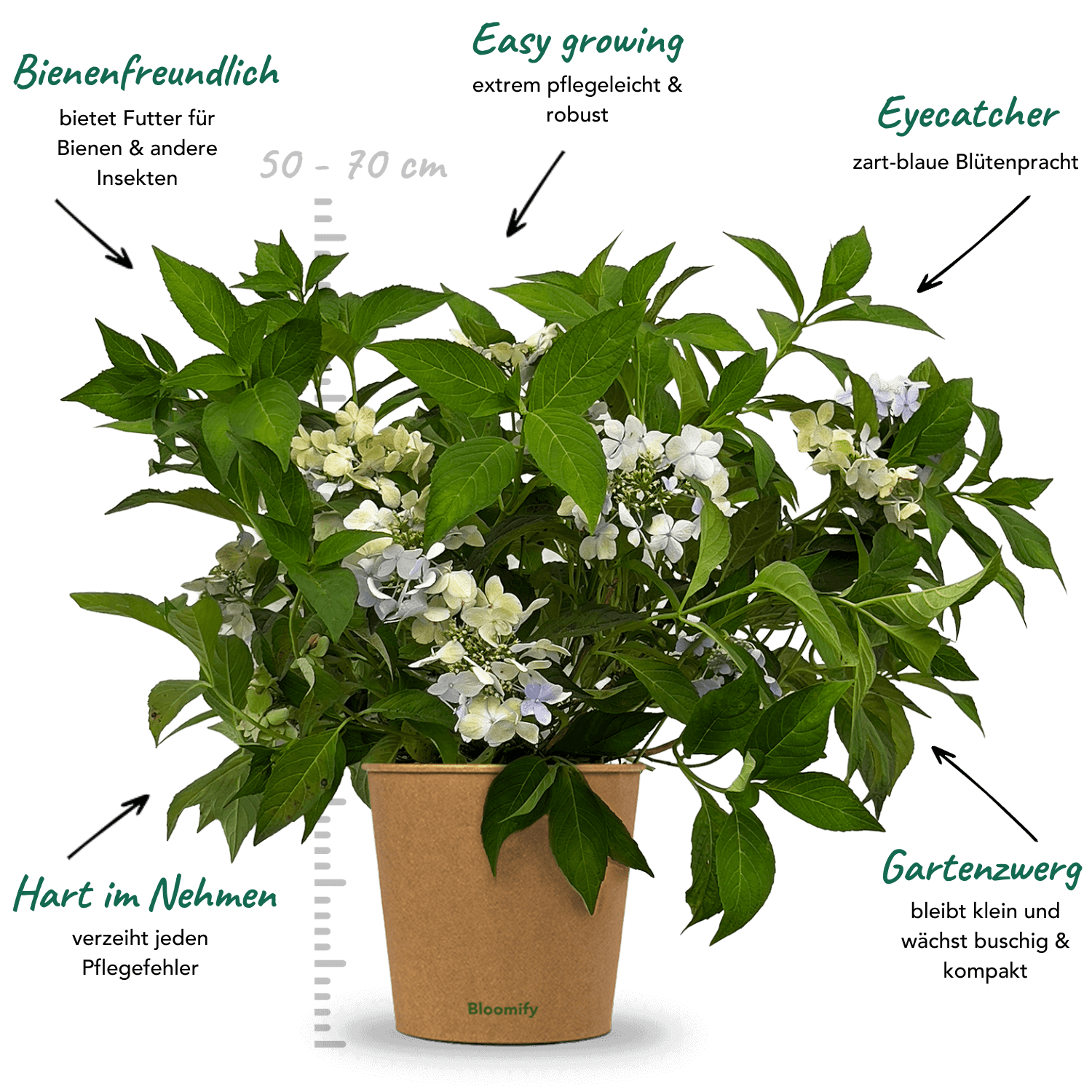 NoDrama-Hortensie "Herta"