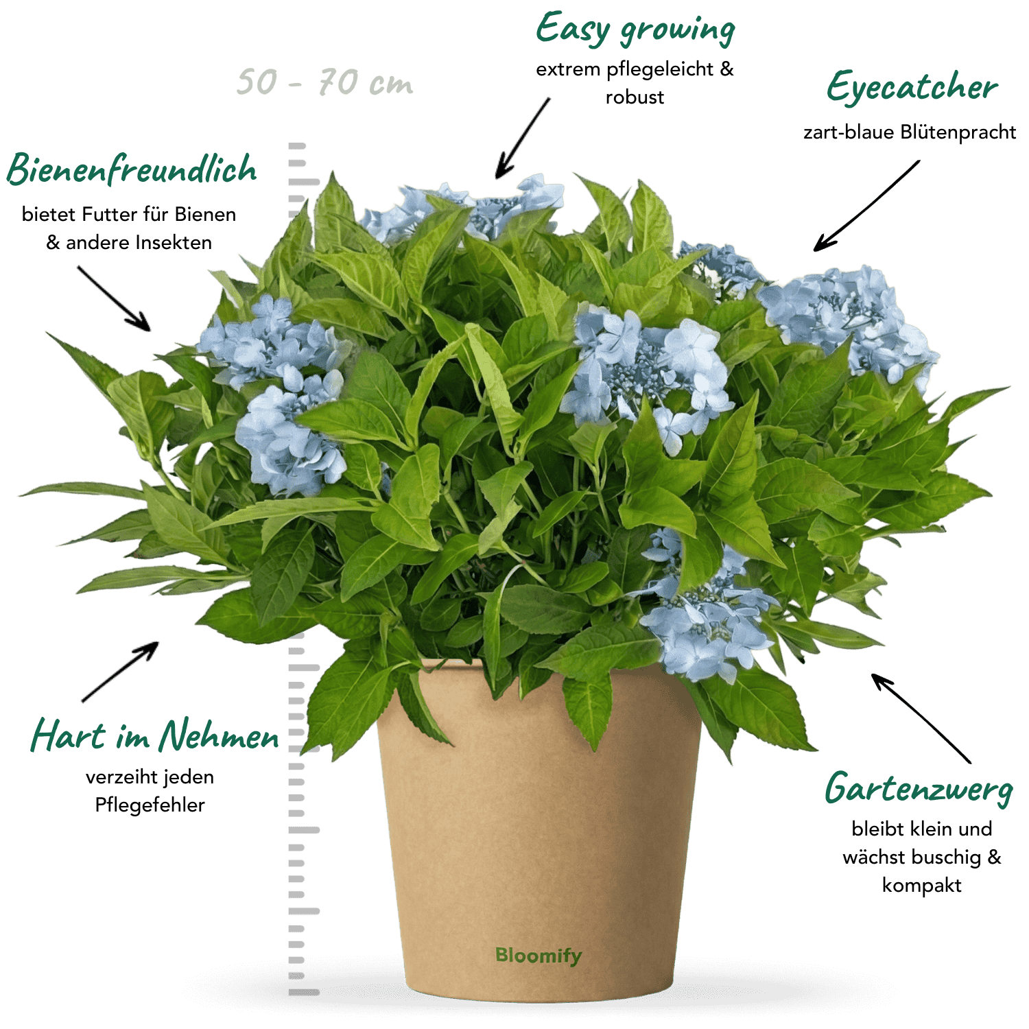 NoDrama-Hortensie blau "Herta"
