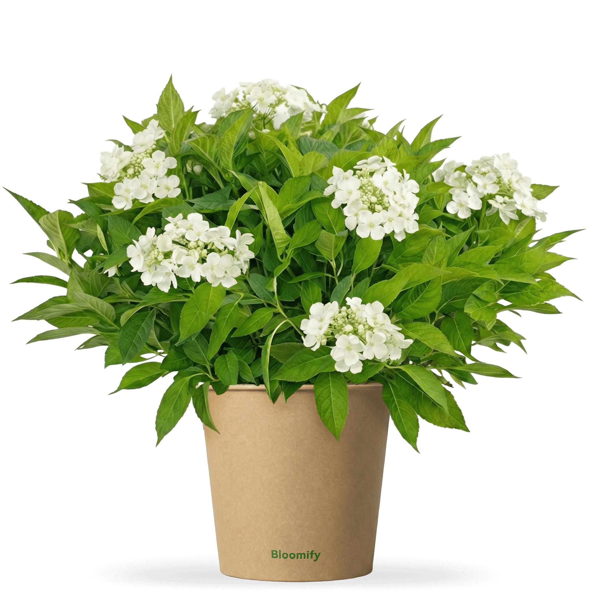 NoDrama-Hortensie weiß "Herta"