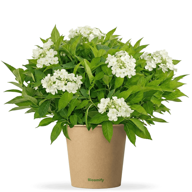 NoDrama-Hortensie weiß "Herta"