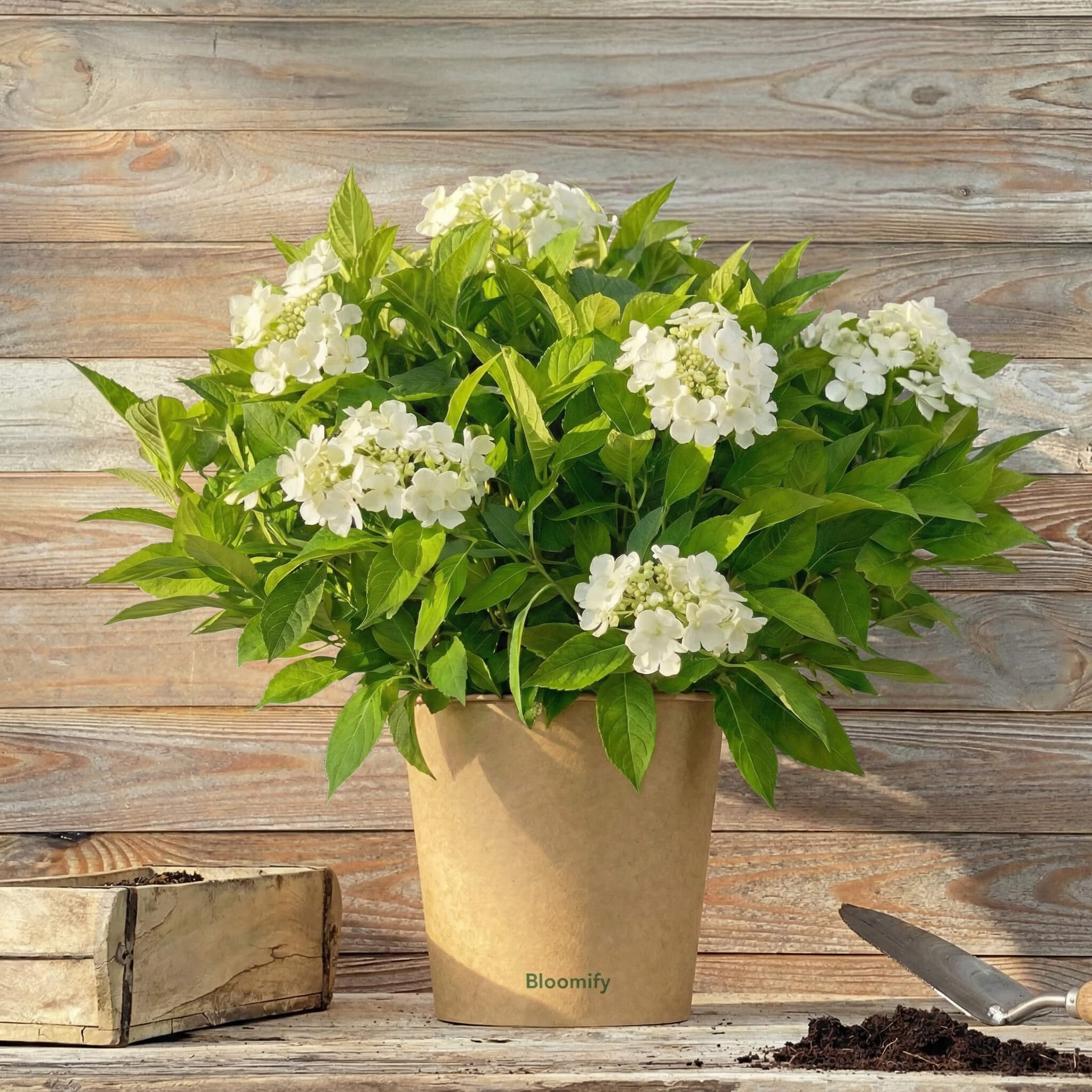 NoDrama-Hortensie weiß "Herta"