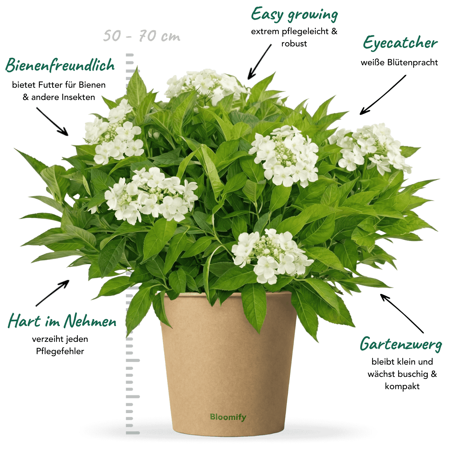 NoDrama-Hortensie weiß "Herta"