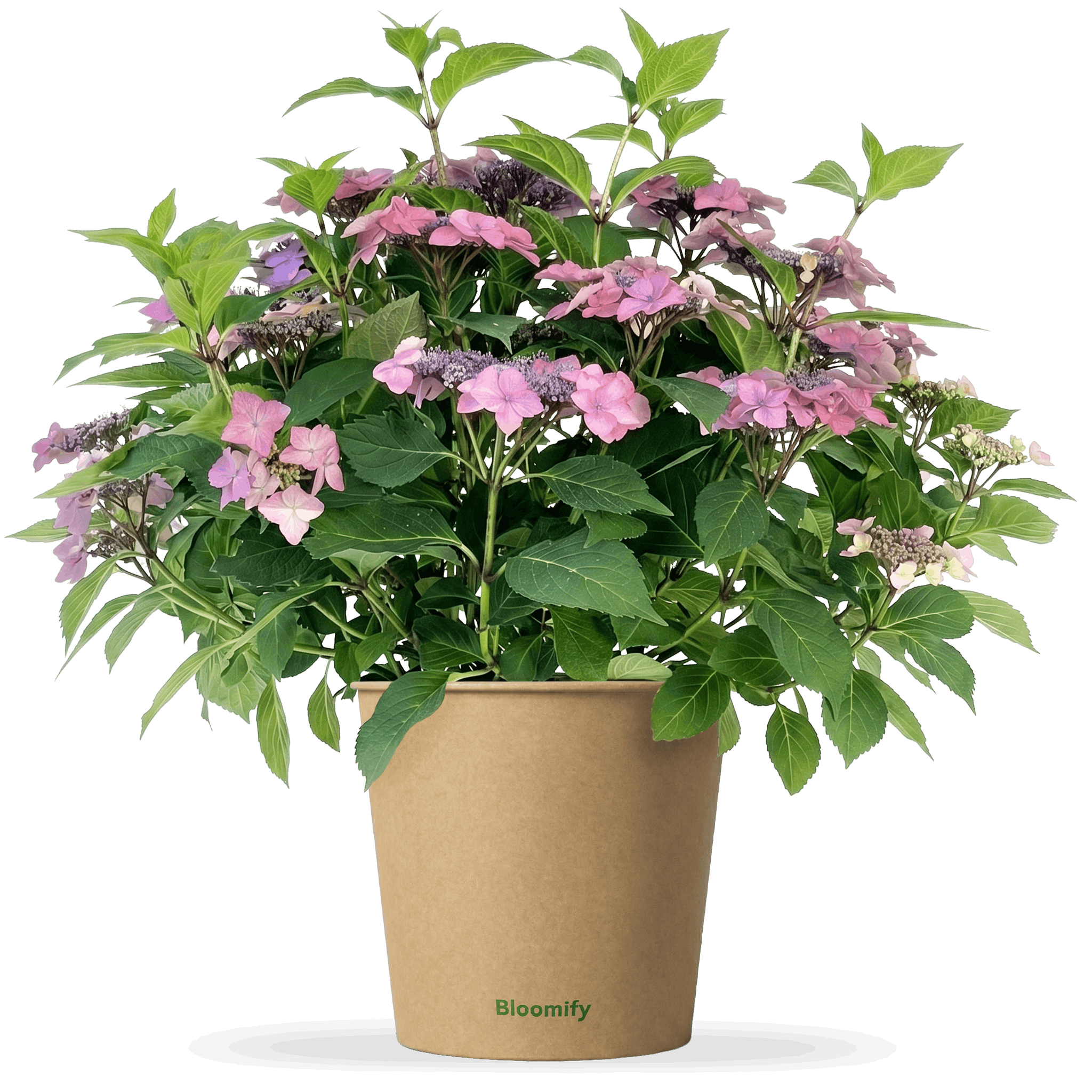 NoDrama-Hortensie rosa "Herta"