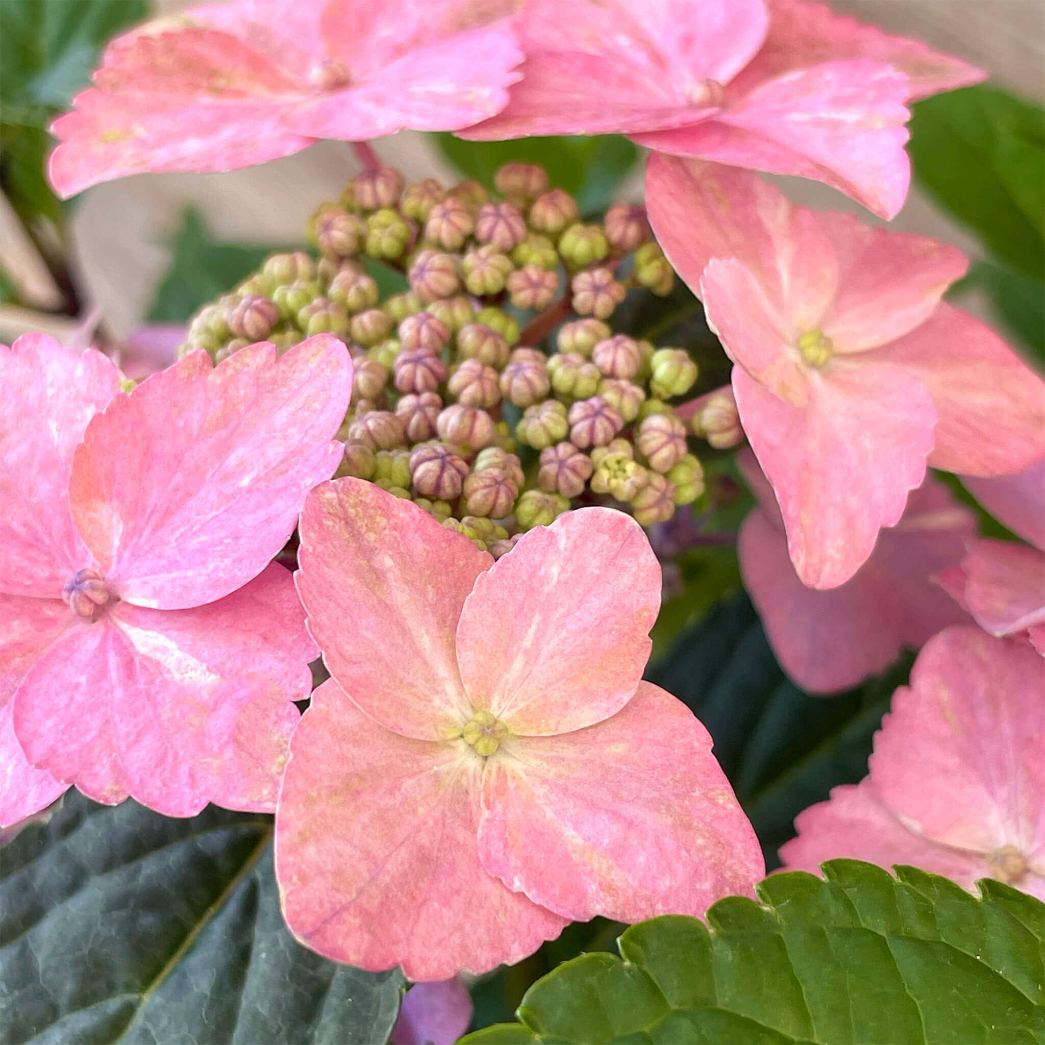 NoDrama-Hortensie rosa "Herta"