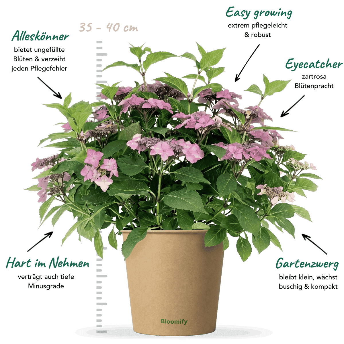NoDrama-Hortensie rosa "Herta"