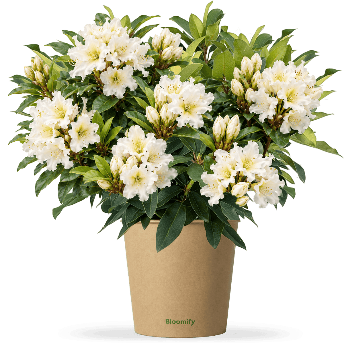 NoDrama-Rhododendron weiß "Romy"