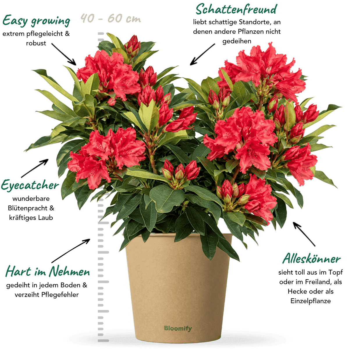 NoDrama-Rhododendron rot "Romy"