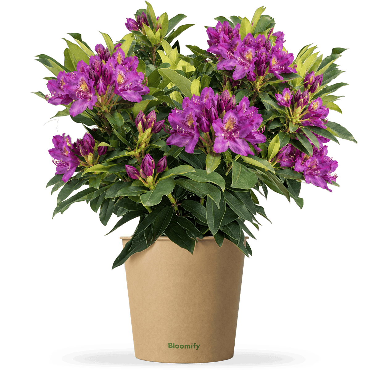 NoDrama-Rhododendron lila "Romy"
